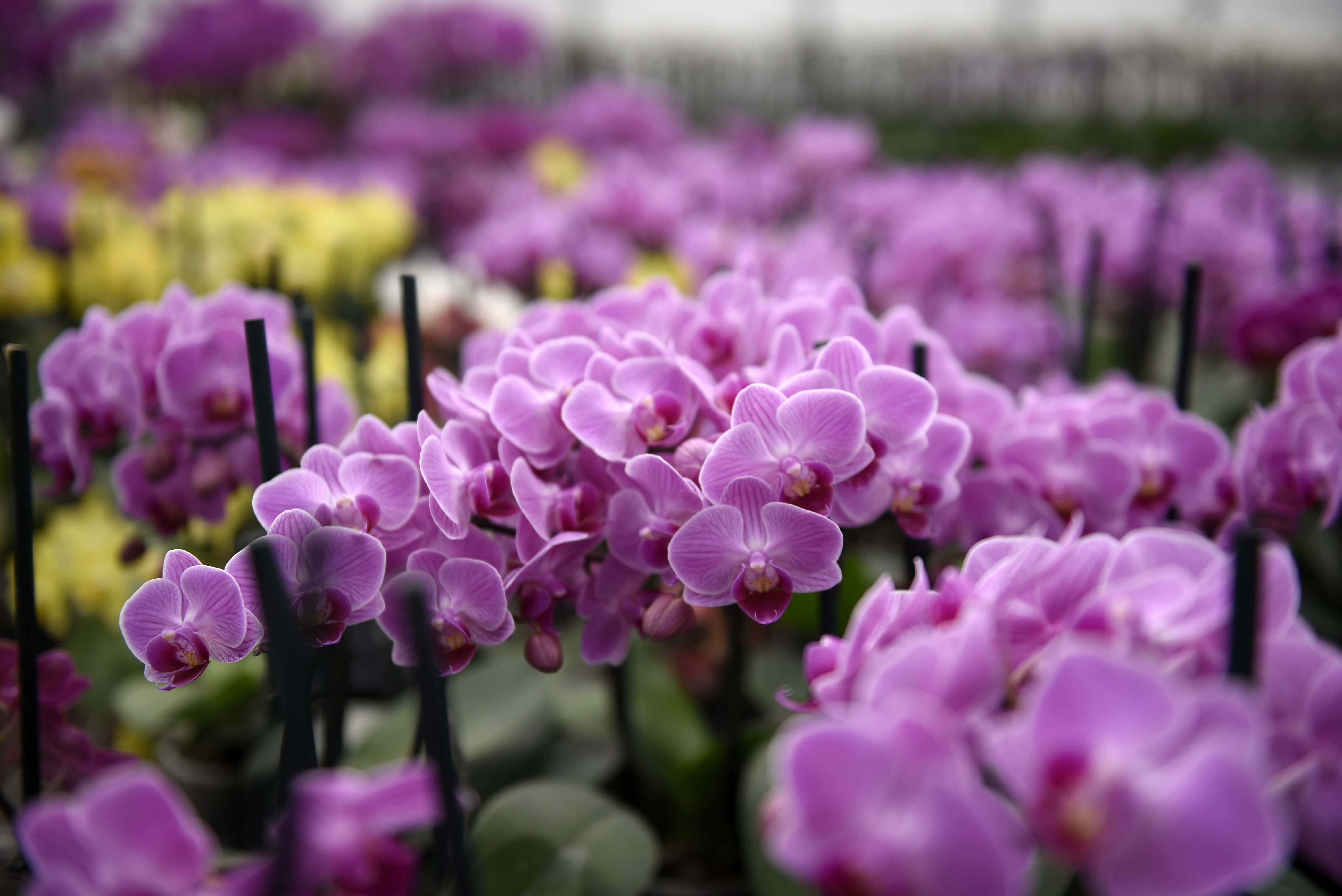 Se alistan productores de orquídeas para temporada de mayor venta | MORELOS