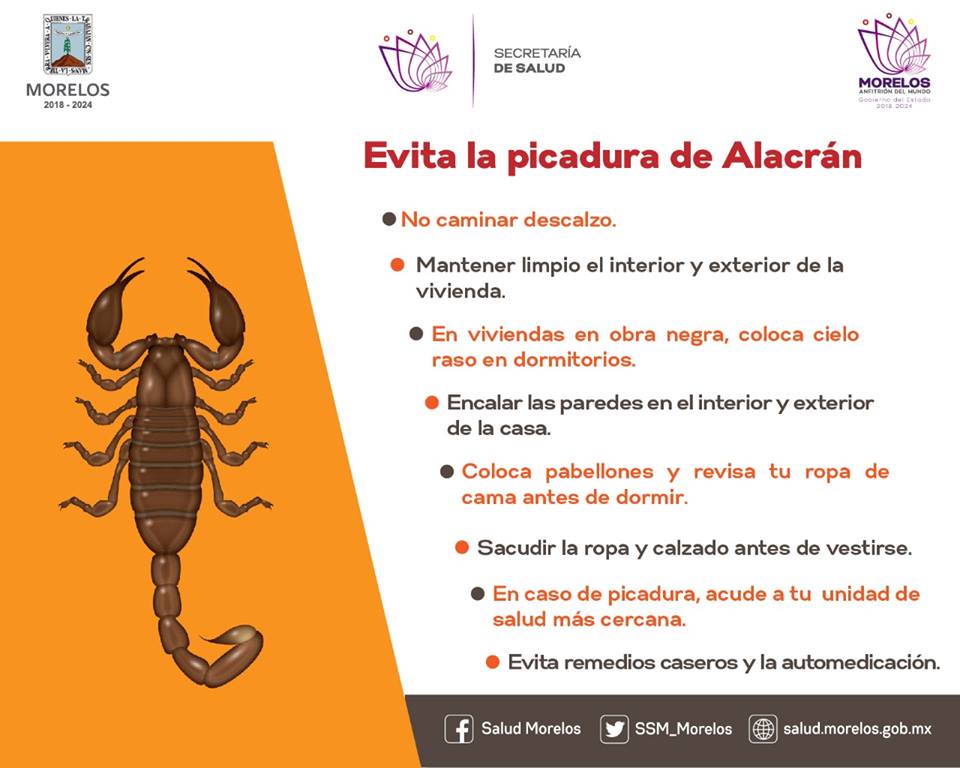 Llaman A Prevenir Picadura De Alacrán Morelos 8560