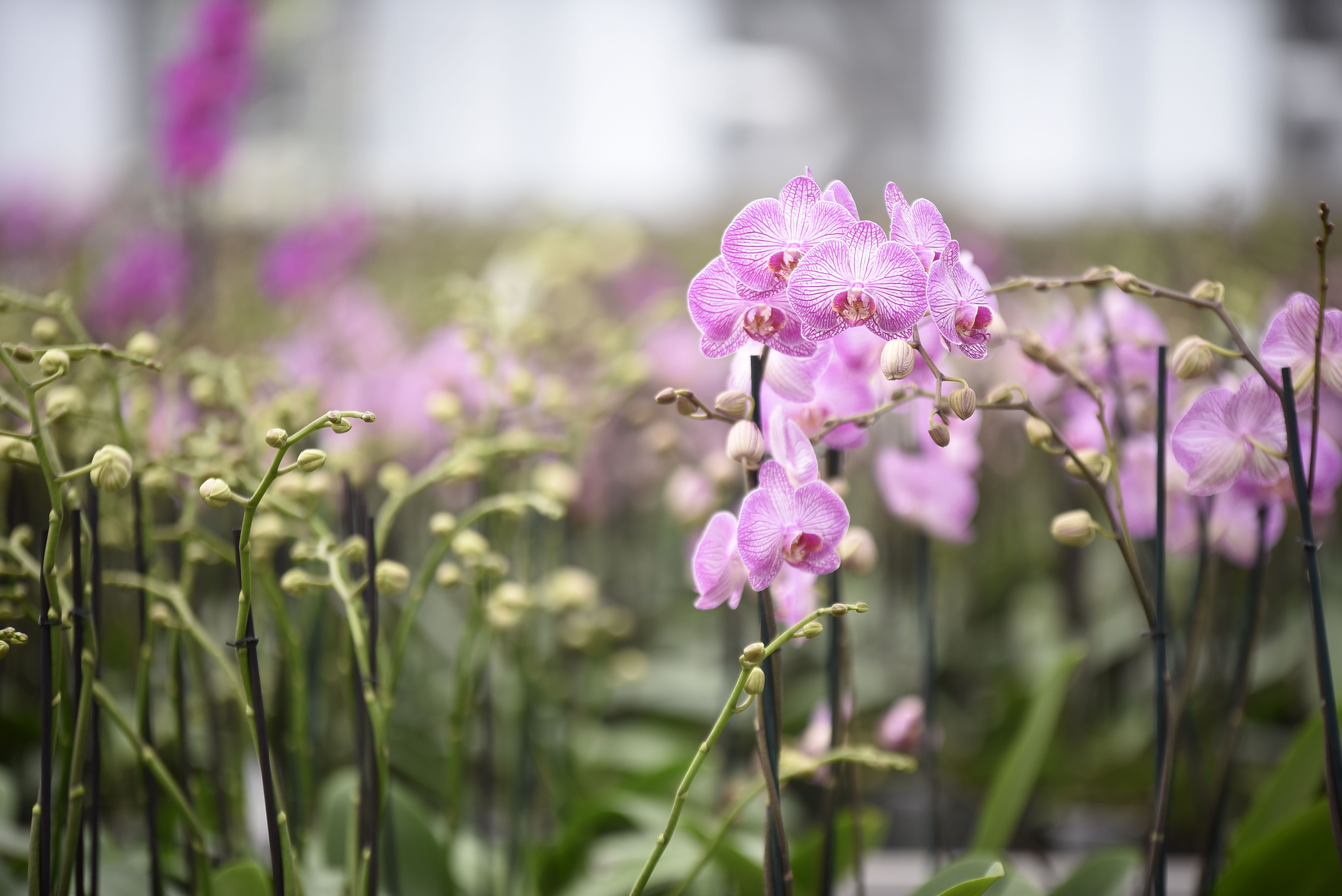 Se alistan productores de orquídeas para temporada de mayor venta | MORELOS