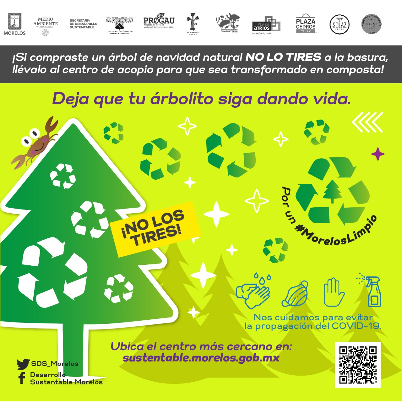 Abiertos nuevos centros de acopio de árboles navideños en Cuernavaca,  Jiutepec, Temixco y Cuautla | MORELOS