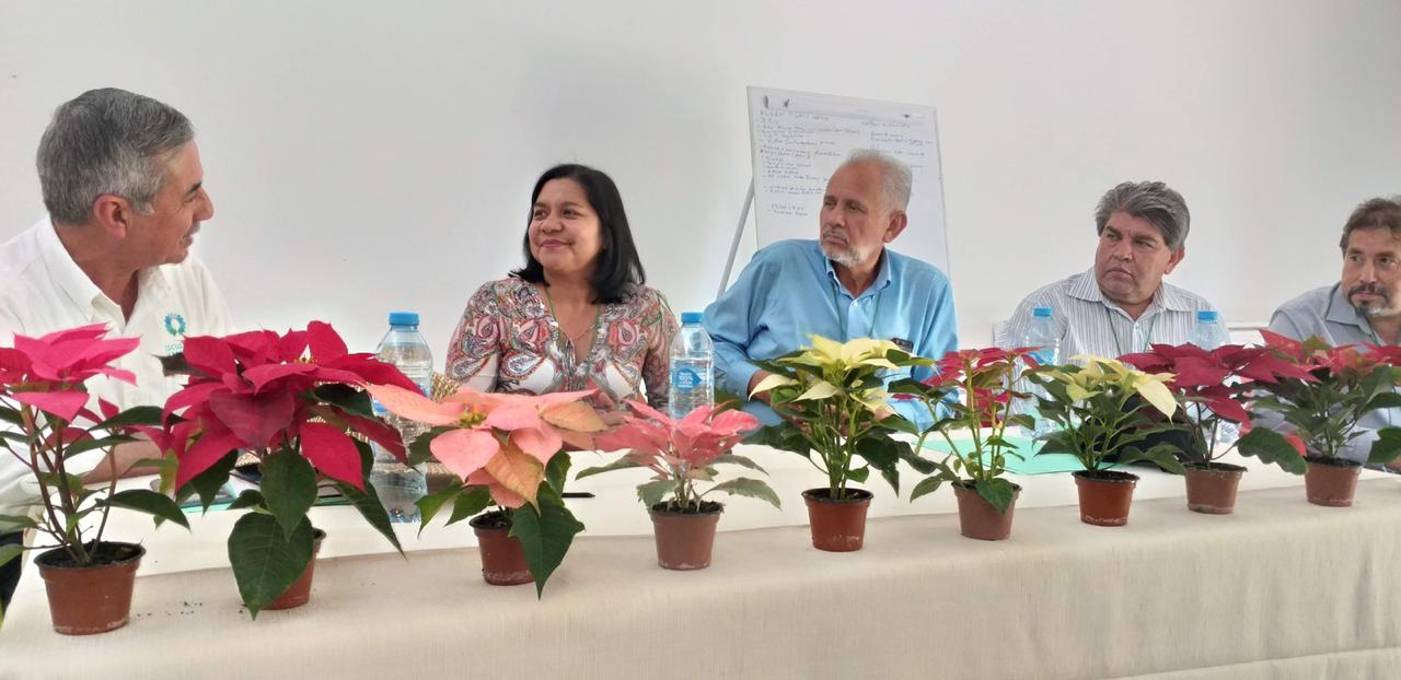 Reforzarán investigación sobre la flor de Nochebuena en Morelos | MORELOS