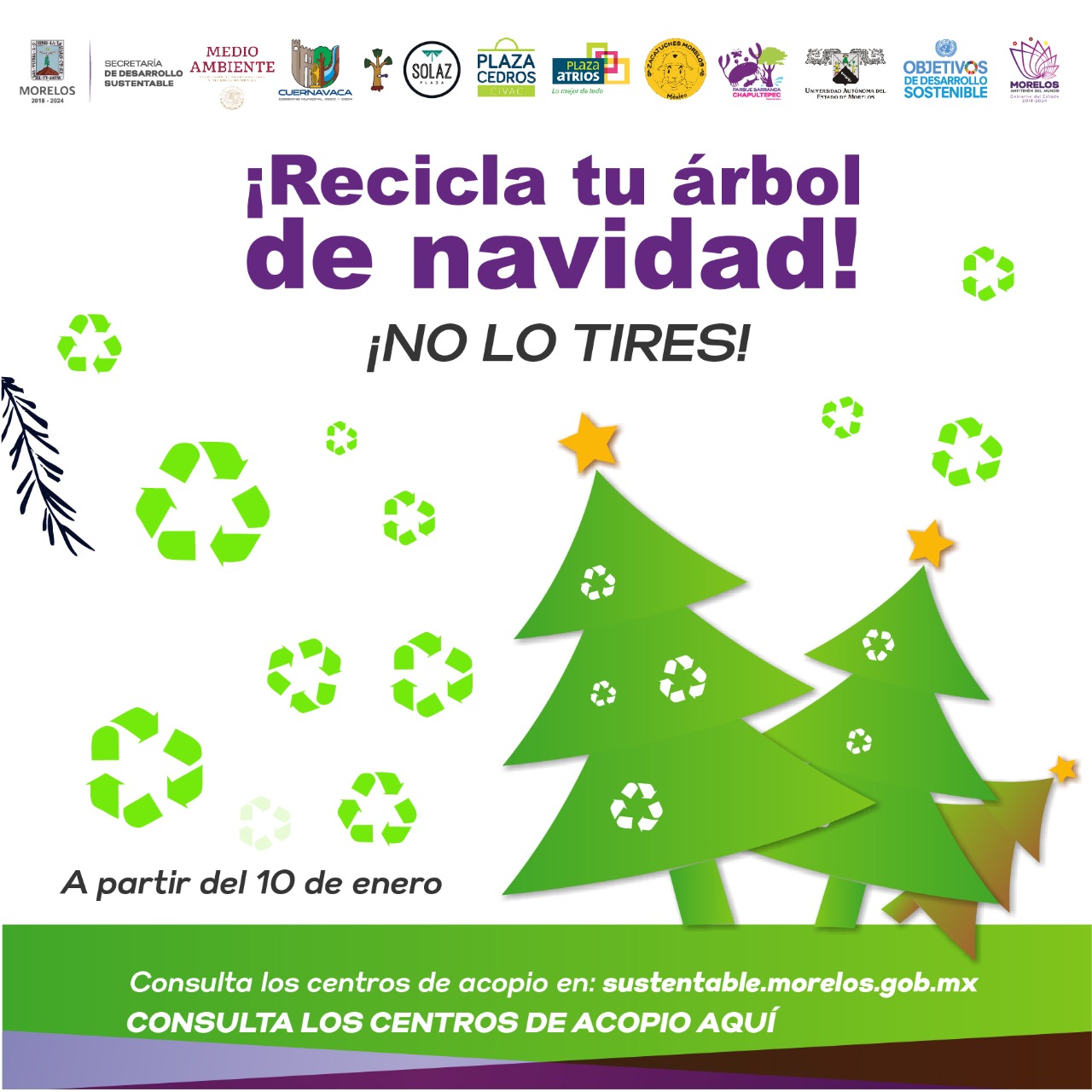 Arranca campaña de acopio de árboles de Navidad 2023 | MORELOS