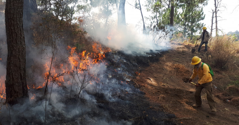 Reducen combatientes de incendios forestales conflagraciones en bosques y selvas de Morelos