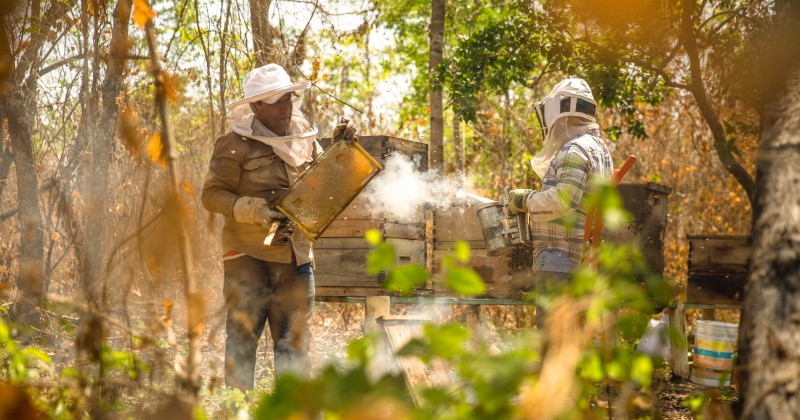 Aumenta producción de miel en Morelos: Sedagro