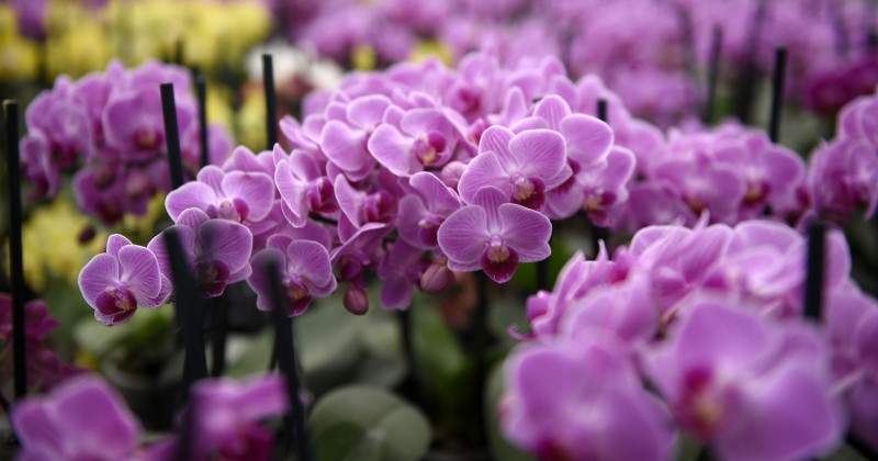Se alistan productores de orquídeas para temporada de mayor venta