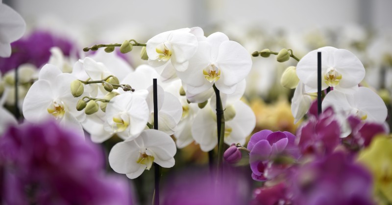 Este 14 de febrero expresa tu afecto con flores: Sedagro