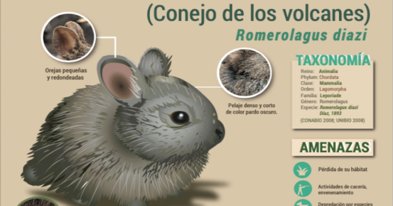Invitan a visitar la Expo de Infografías “Especies emblemáticas de Morelos”
