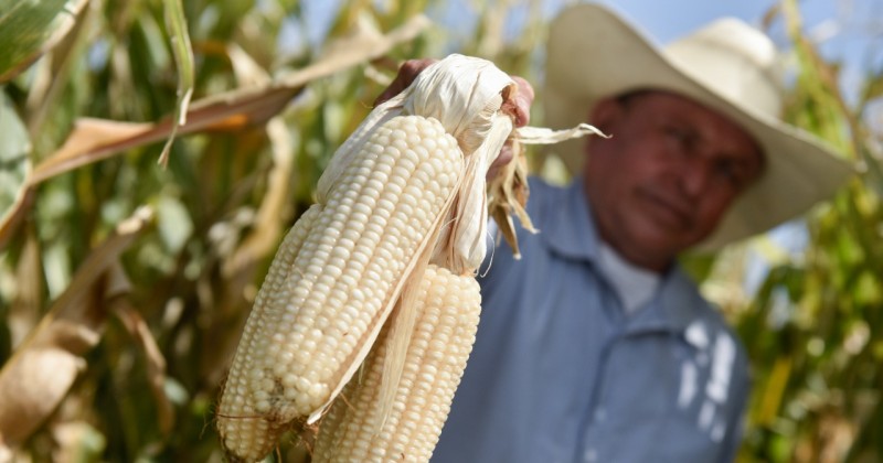 Gobierno de Cuauhtémoc Blanco apoya con financiamiento a unidades de producción agropecuaria y rural