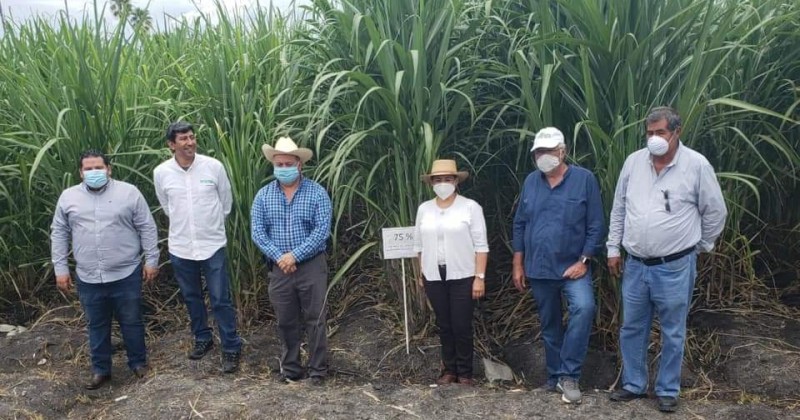 Apoya Gobierno de Cuauhtémoc Blanco al campo cañero de Morelos