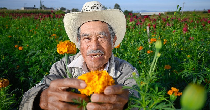 Impulsa Sedagro producción de cempasúchil y terciopelo “Flores que mantienen vivas nuestras tradiciones”