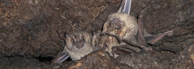 Se fortalece cuidado del refugio de vida silvestre entrada de la cueva El Salitre