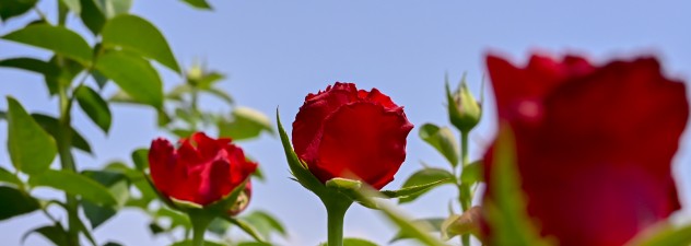 Rosas morelenses, el obsequio perfecto para este 10 de mayo