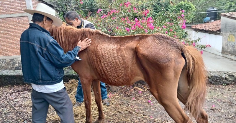 Atienden Propaem y FGE denuncia por maltrato a caballo en Tepoztlán