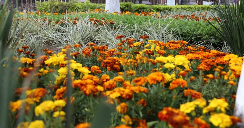 Coloca Secretaría de Administración flor de cempasúchil en la Plaza de Armas