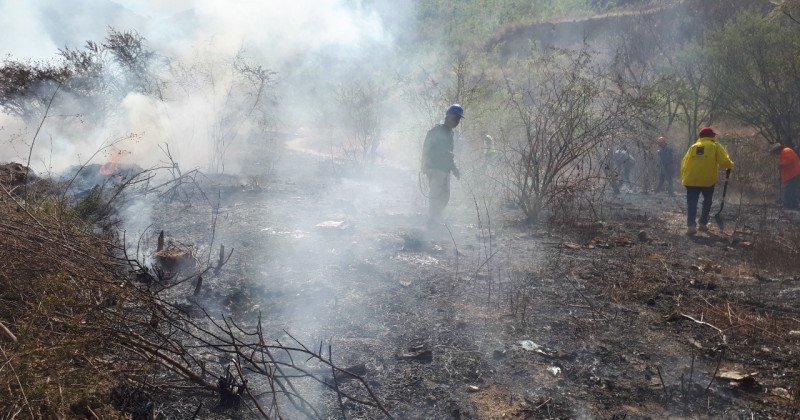 Atienden brigadas doce incendios forestales en los últimos días