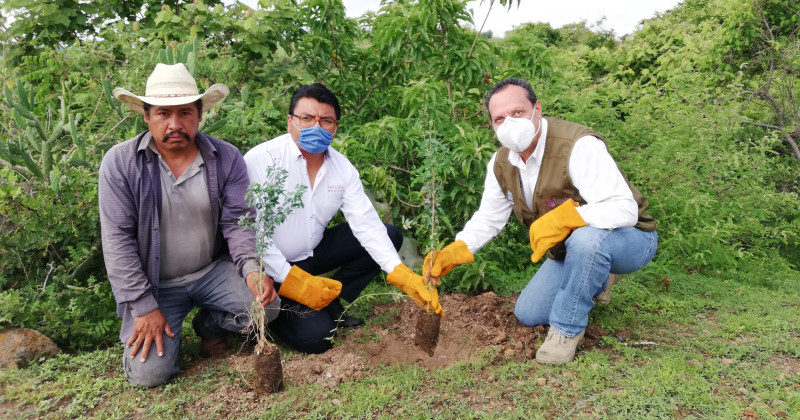 Continúa campaña de reforestación en Morelos