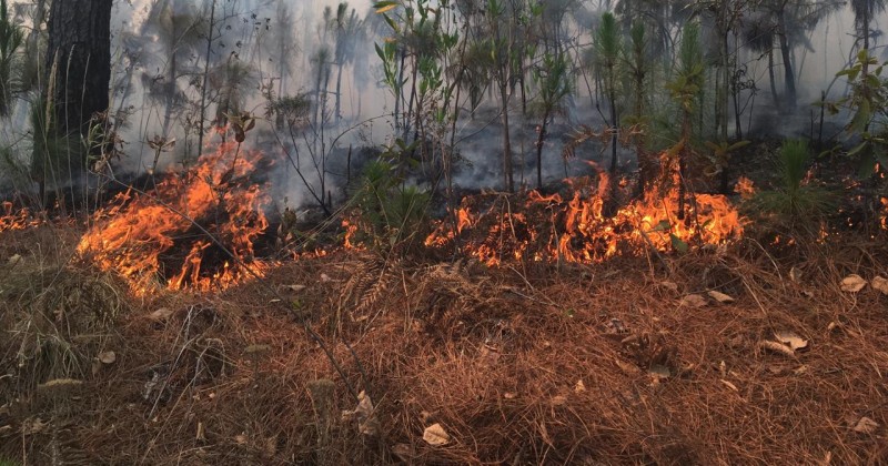 Comunicado de Prensa Incendio Forestal Paraje “La Canoa” de Cuernavaca