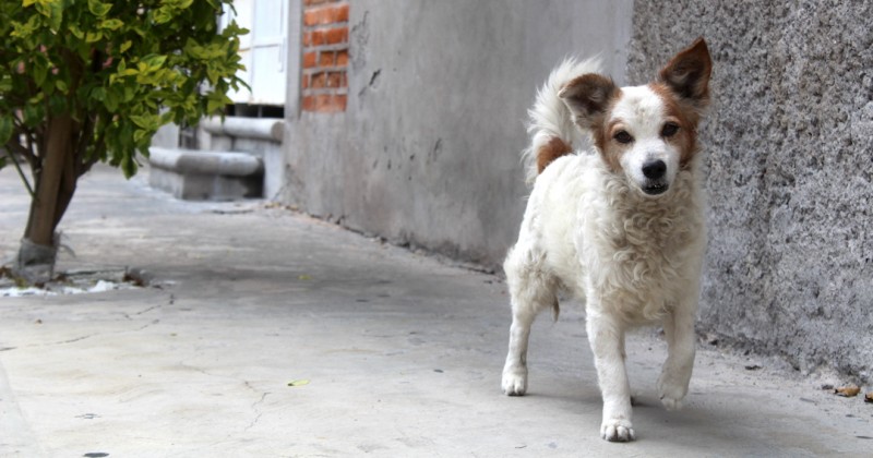 Atiende Propaem denuncia de canino maltratado en Xochitepec