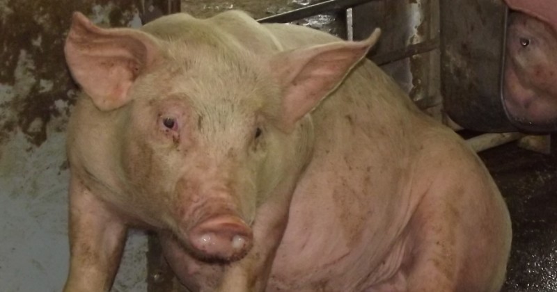 Informa Sedagro sobre “enfermedades rojas” en porcinos