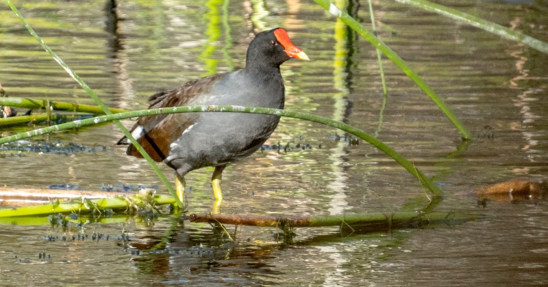 Observan 139 especies en el Conteo Navideño de Aves 2021