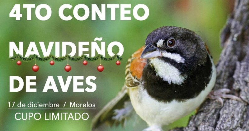 Anuncia Secretaría de Desarrollo Sustentable Cuarto Conteo Navideño de Aves