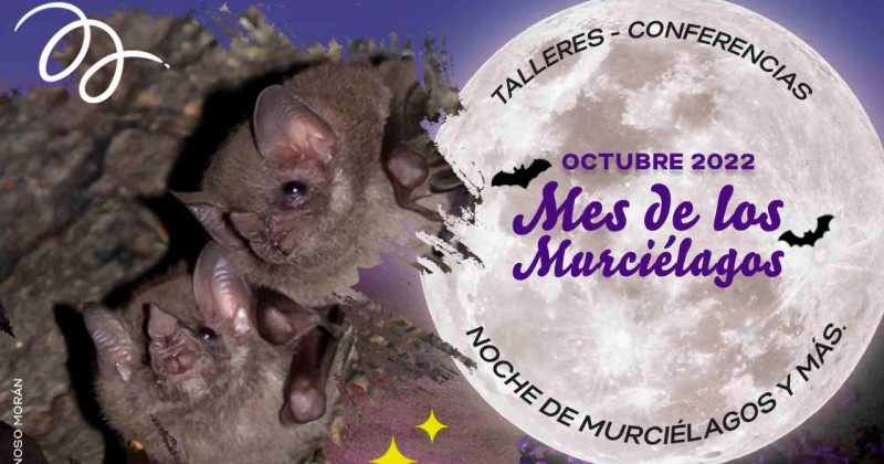 Celebrará Desarrollo Sustentable &quot;Mes de los murciélagos en Morelos&quot;