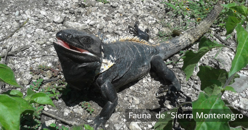 Avanza Morelos en el cuidado del patrimonio natural