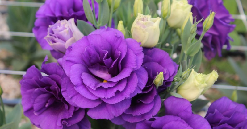 Promueve Sedagro producción de flores de ornato | MORELOS
