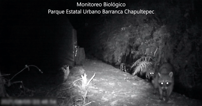 Conviven cacomixtles y mapaches en el Parque Chapultepec