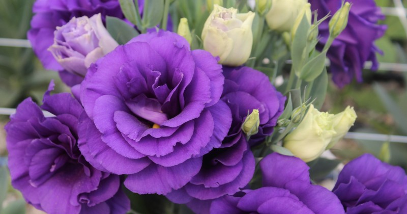 Este 10 de mayo expresa tu cariño con flores de ornato