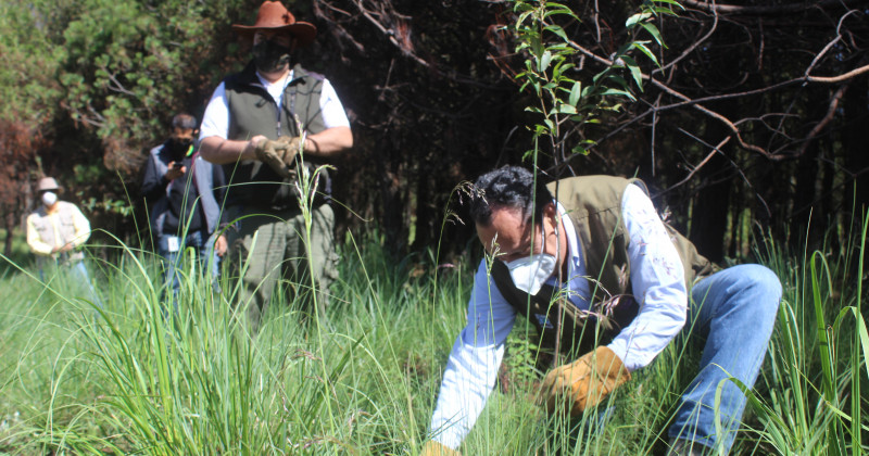 Llega la reforestación 2020 a la comunidad Fierro del Toro, Huitzilac