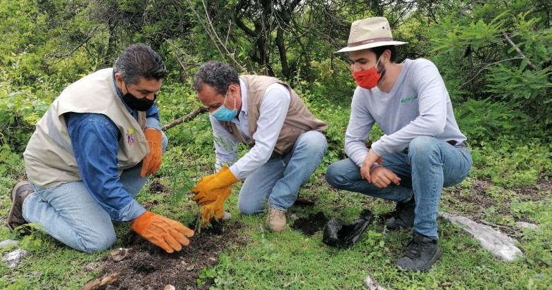 Con reforestación conmemoran el Día del Árbol en México