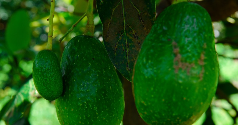 Ostenta Morelos el primer lugar nacional en calidad y sabor del aguacate