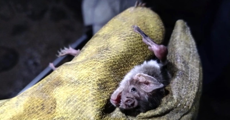 Impulsa SDS conservación de murciélagos del Área Natural Protegida “Cueva El Salitre”