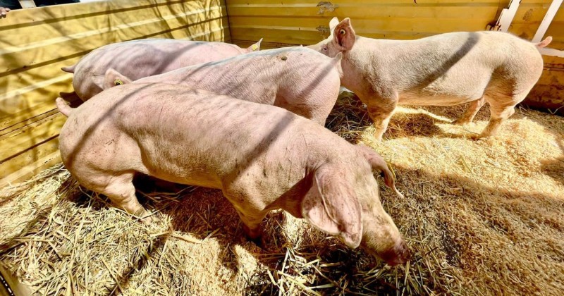 Destaca Sedagro importancia económica de la porcicultura