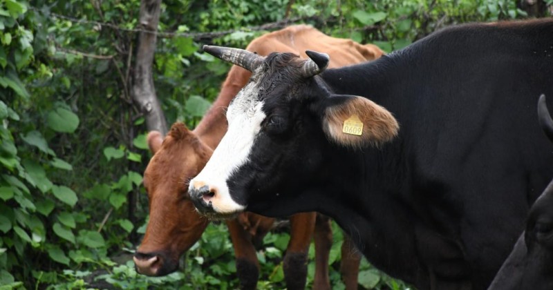 Refuerza Sedagro campaña de sanidad animal en Jiutepec