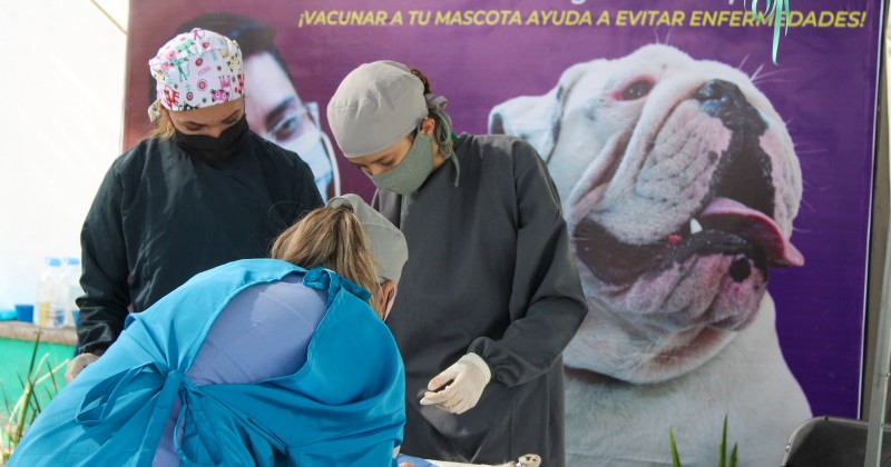 Anuncia SDS Jornada de Vacunación y Esterilización para Perros y Gatos en Emiliano Zapata