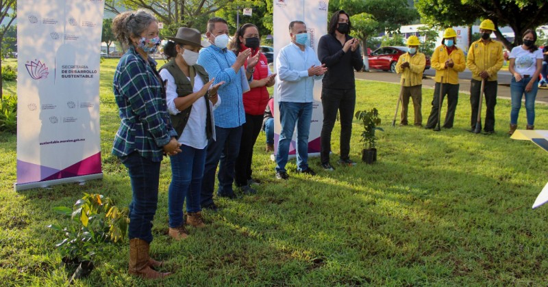 Construyen corredor para mariposa morfo en ocho municipios de Morelos