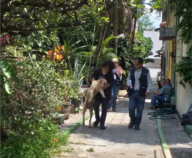 Rescata Propaem a perrito en abandono en Cuernavaca
