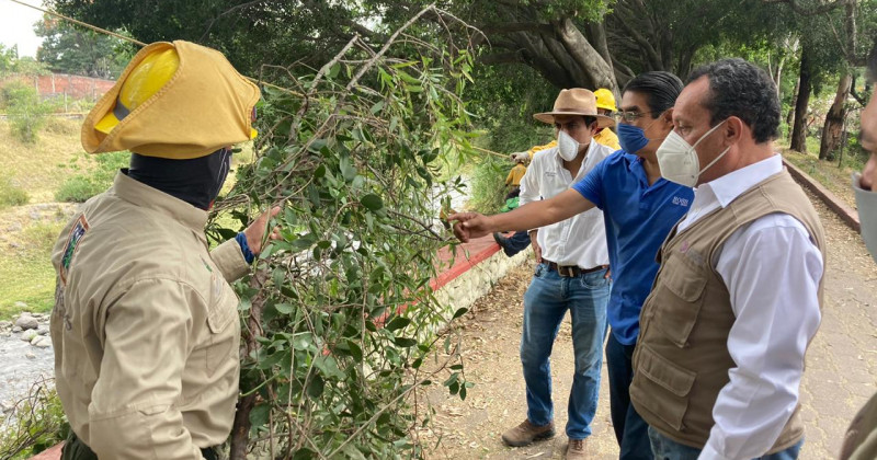 Realizan poda fitosanitaria en el Área Natural Protegida del río Cuautla