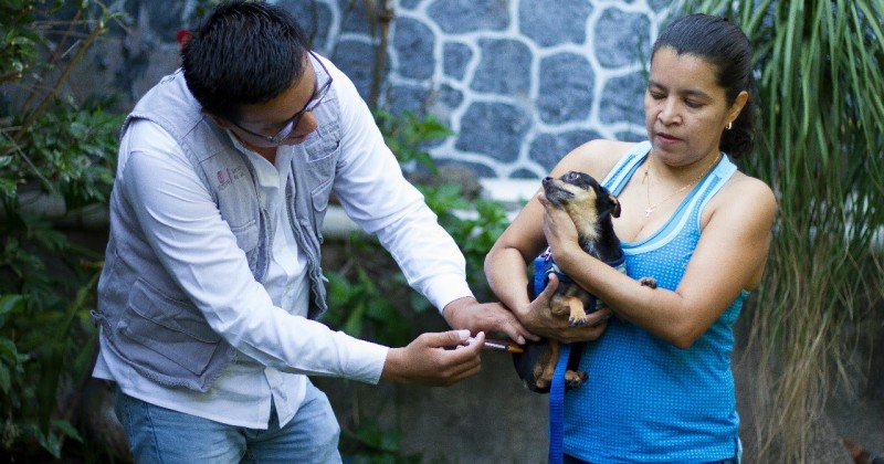 Arranca Semana Nacional de Vacunación Antirrábica Canina y Felina