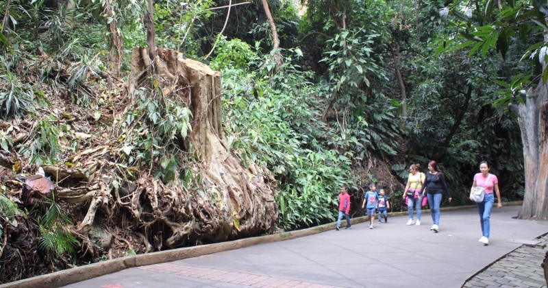 Sustituyen Amate blanco en Parque Barranca Chapultepec