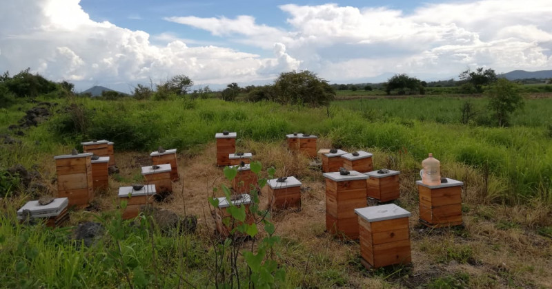 Realizan cosecha anual de miel en apiarios ubicados en Áreas Naturales Protegidas