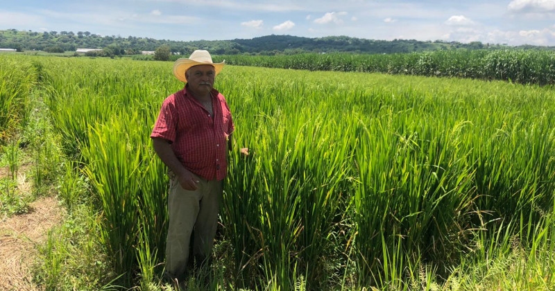 Continúa Sedagro trabajos  de geo-referencia de cultivos  de arroz en Morelos