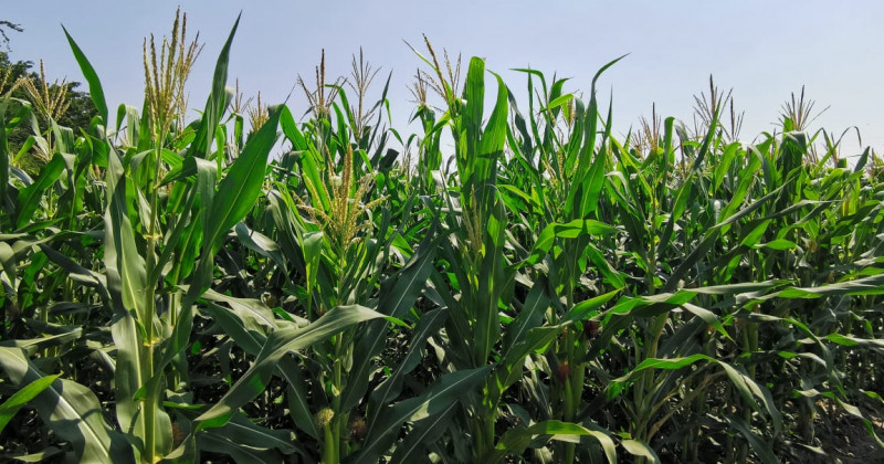 Iniciará seminario a productores de maíz sobre estrategias para el cultivo del grano