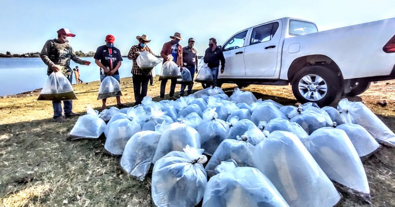Cultivan alevines de tilapia en Zacualpan de Amilpas, beneficiando a 150 familias de pescadores