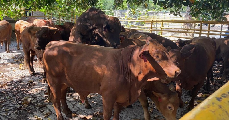 Informa Sedagro sobre enfermedades exóticas en bovinos
