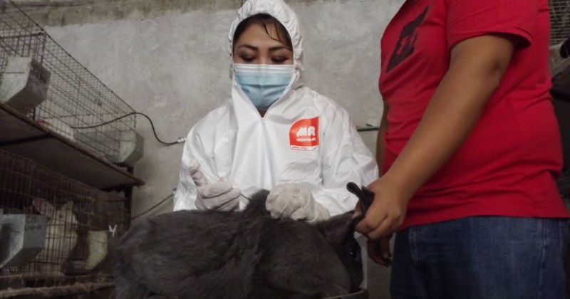 Se vacunaron conejos contra la enfermedad hemorrágica cunícola en Jiutepec