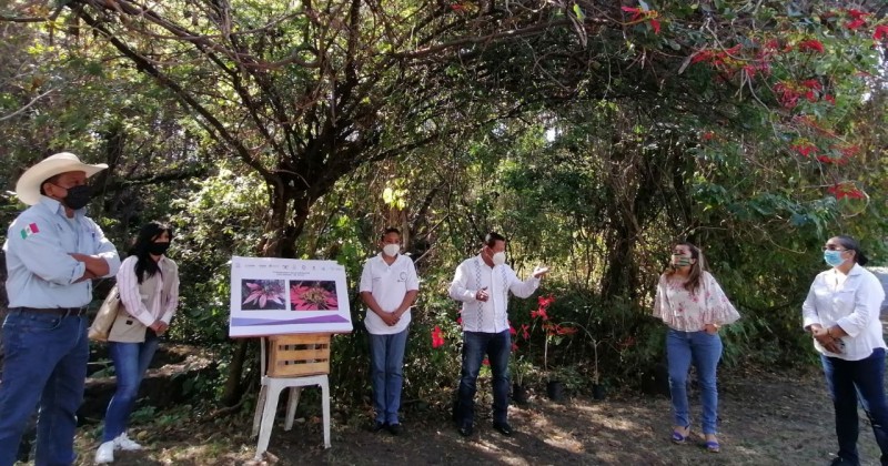 Anuncia SDS proyecto para conservación y uso sustentable de la Cuetlaxóchitl en el Texcal
