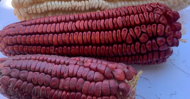 Reconocen a productores de maíces nativos cultivados en Morelos